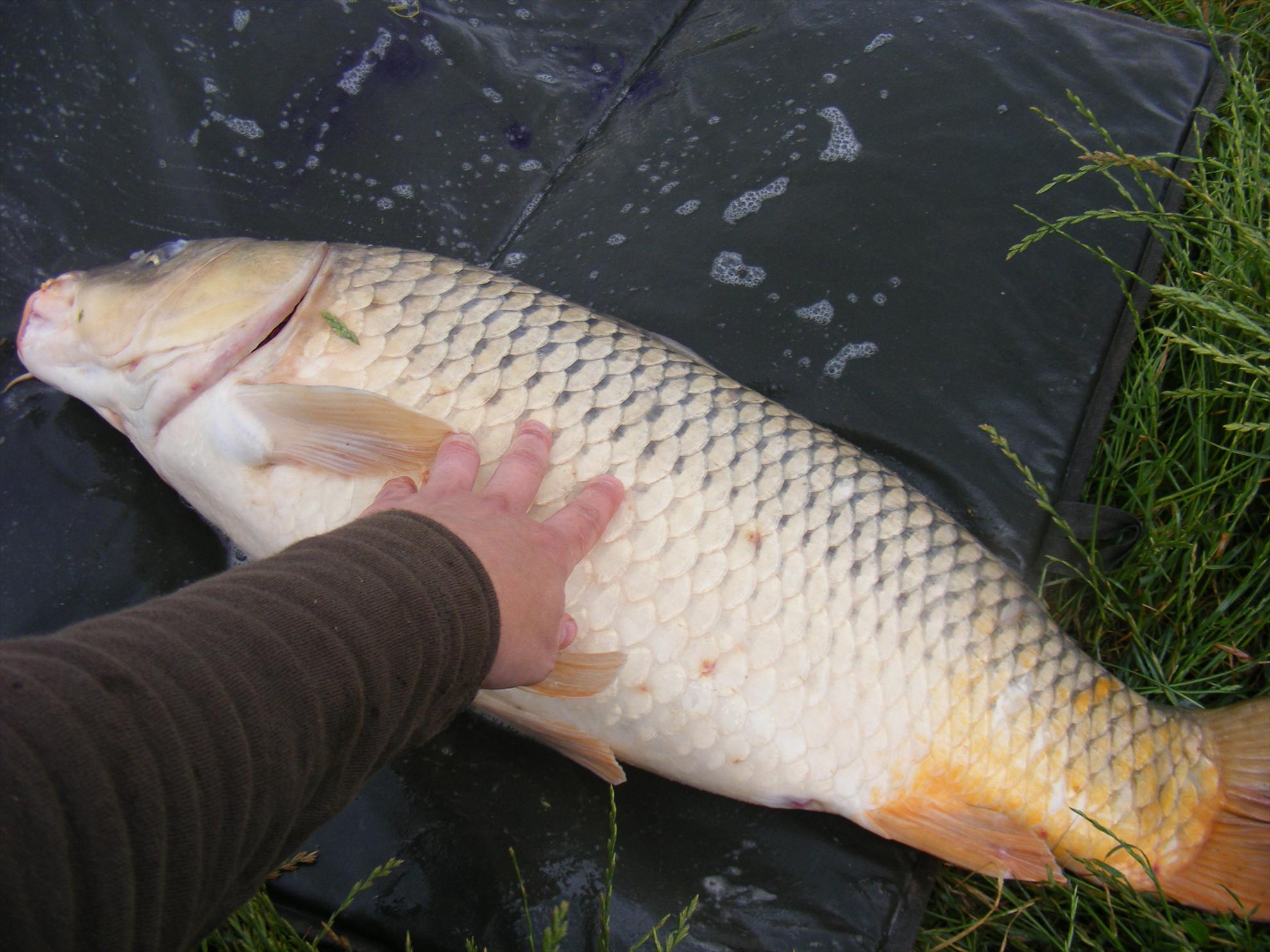 Moara Vlasiei-Dream place! - dscf1825.JPG